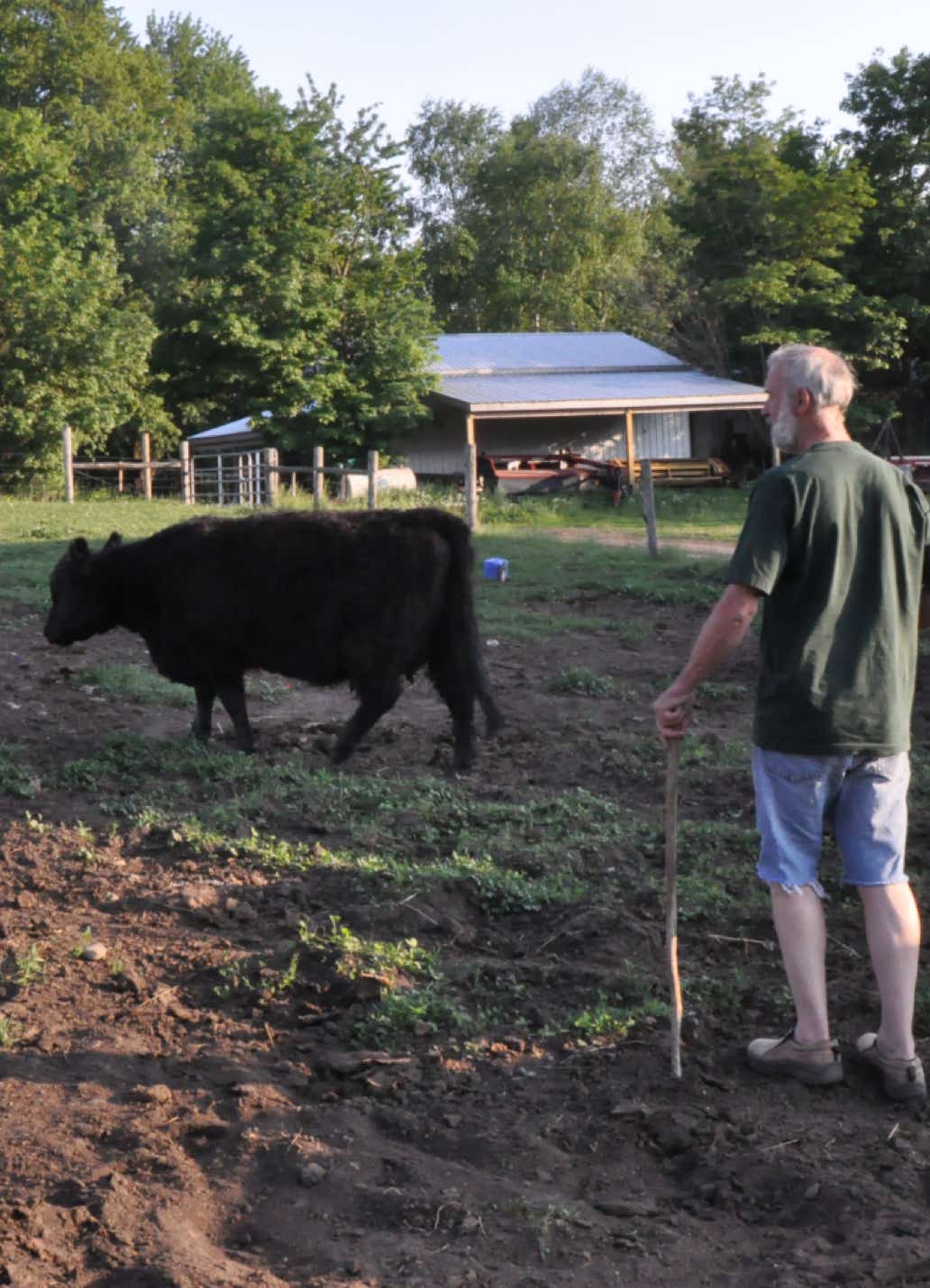 John B on a summer evening looking over a Galloway cow. 