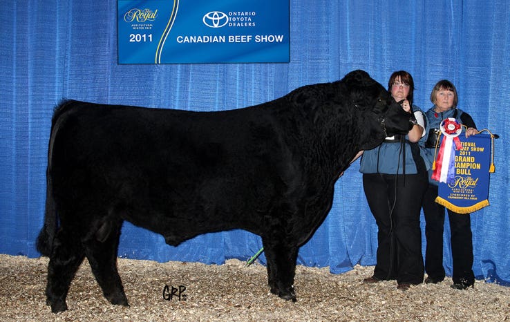 Glenfiddich Galloways, a leading breeder of Galloway beef cattle, located in Puslinch, Ontario