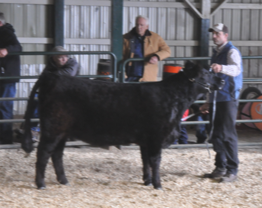 Reserve Granf Champion Bull - Glenfiddich Zepplin - at the Galloway National Show