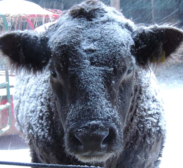 Snow covered Galloway heifer staring at the photographer