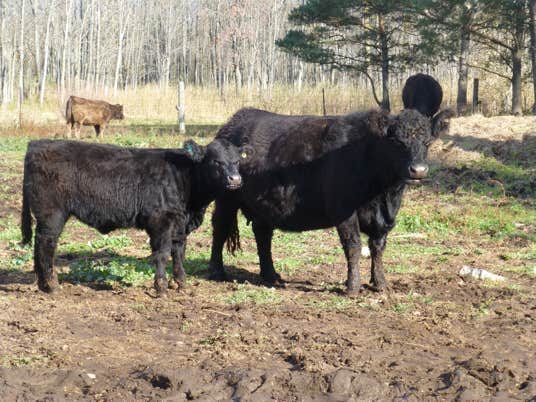 Galloway cow with calf at foot on pasture on a sunny summer day