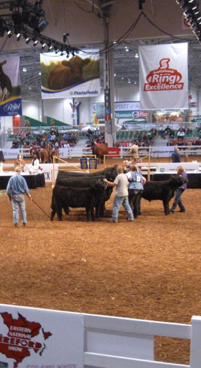 Gaiioways in the show ring at the Royal Winter Fair