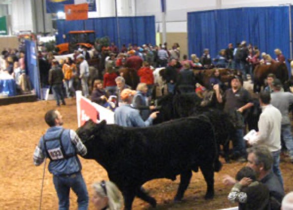 John A Mcilwraith leading a bull into the showring at the Royal Winter Fair