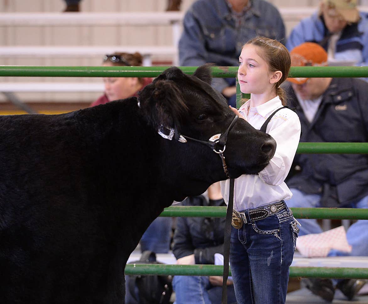 Caleigh Van Kampen in the show ring with a Glenfiddich cow
