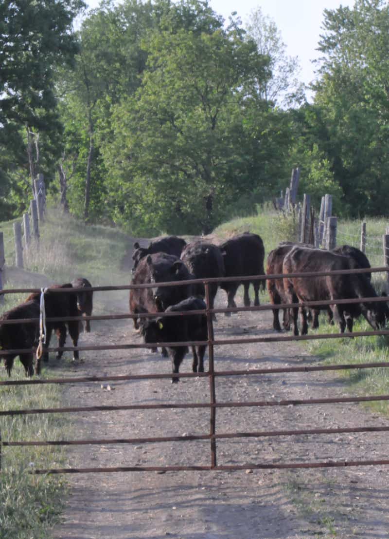 Galloways coming up the lane on a summer evening at Glenfiddich