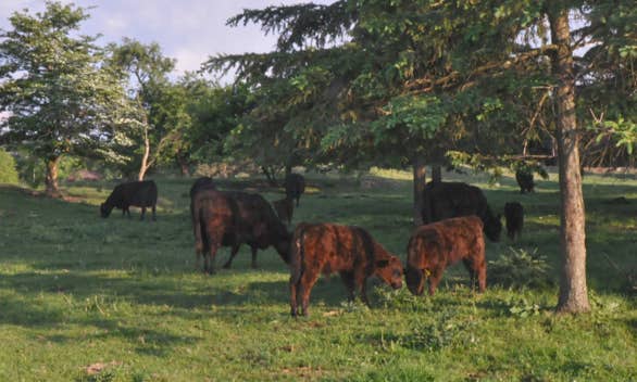 Galloway cows grazing in the shade on a warm summer evening