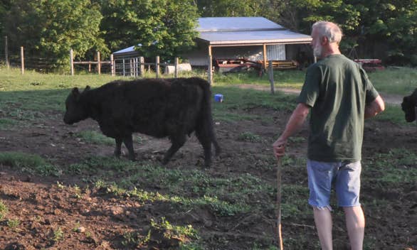 John B Mcilwraith looking over a cow ion a sunner evening
