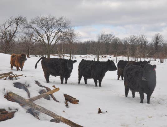 Galloways in the field, standing on a snowy winter day