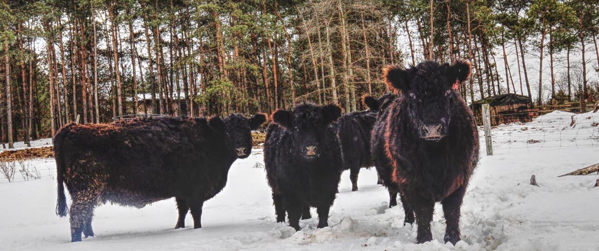 Glenfiddich Gallowats enjoying a sunny winter day in a feild by a pine forest