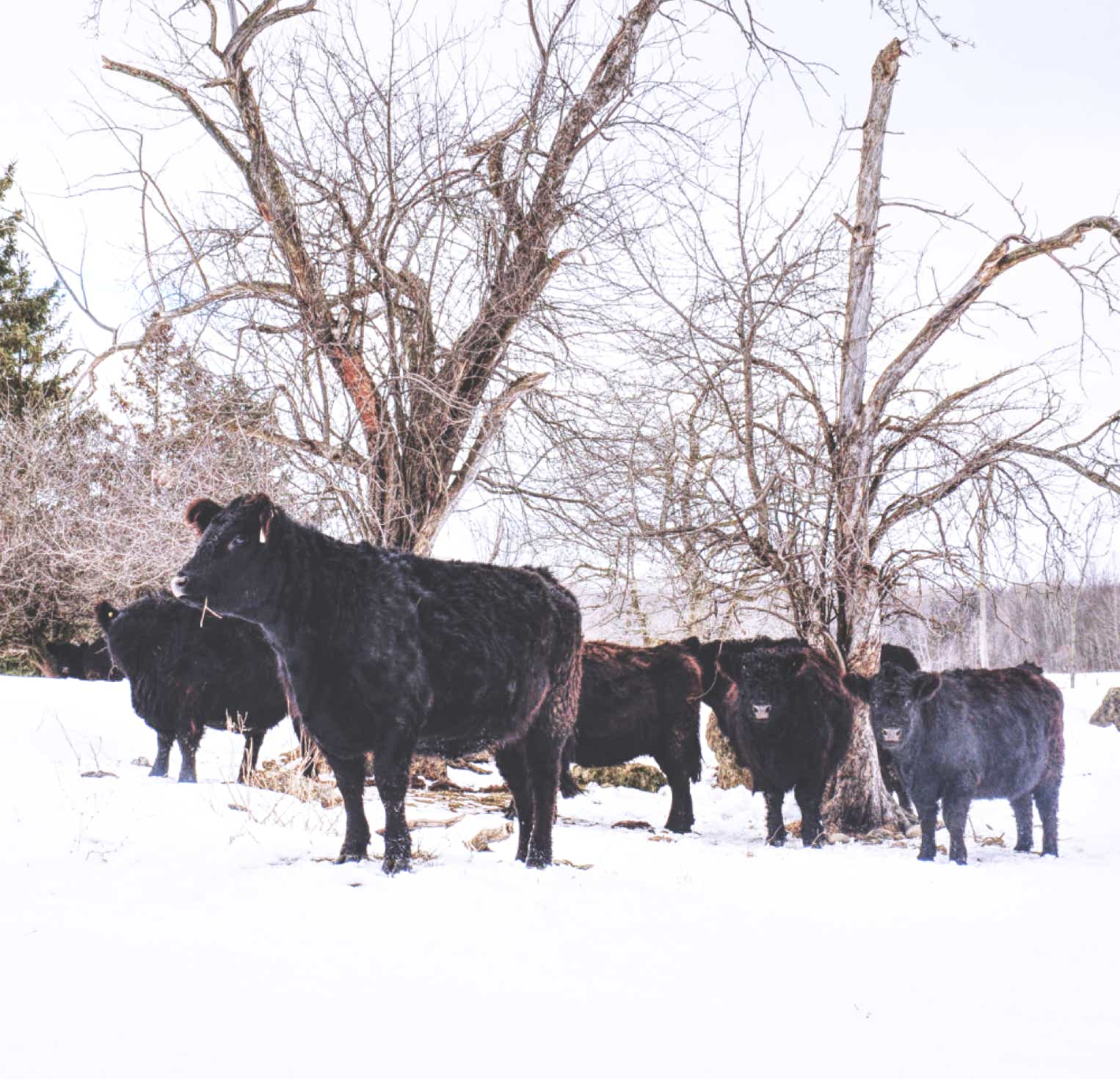 Galloway cowss in the field, standing under some bare trees on a snowy winter day