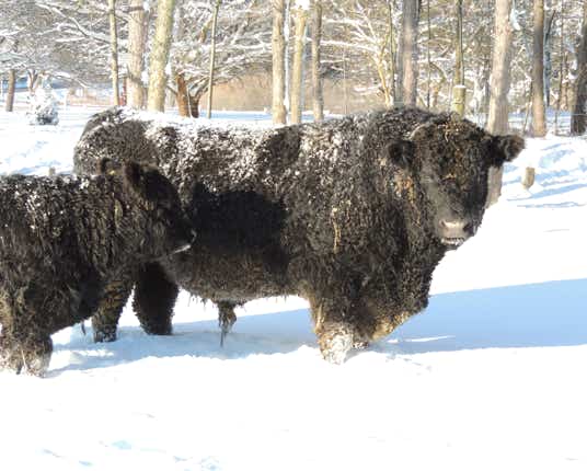 Galloway bull in the field on a snowy winter day