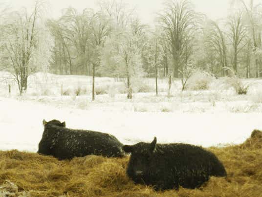 Galloway cows in the field, lying in some hay on a snowy winter day
